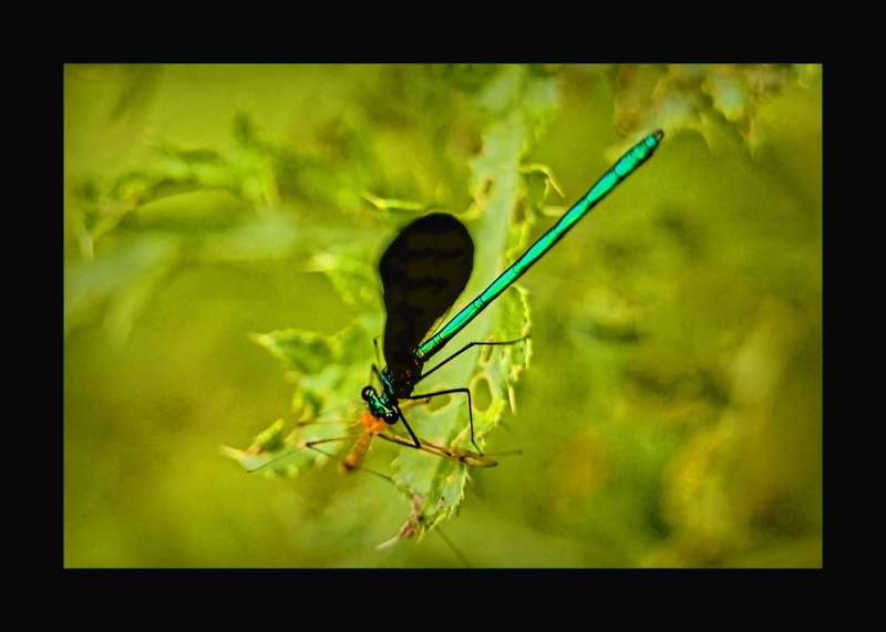 Ebony Jewelwing- 02